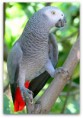 /album/fotogalerij/parrot-jpg1/
